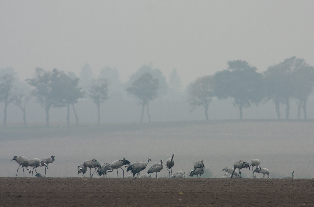 Kraniche, Mecklenburg-Vorpommern