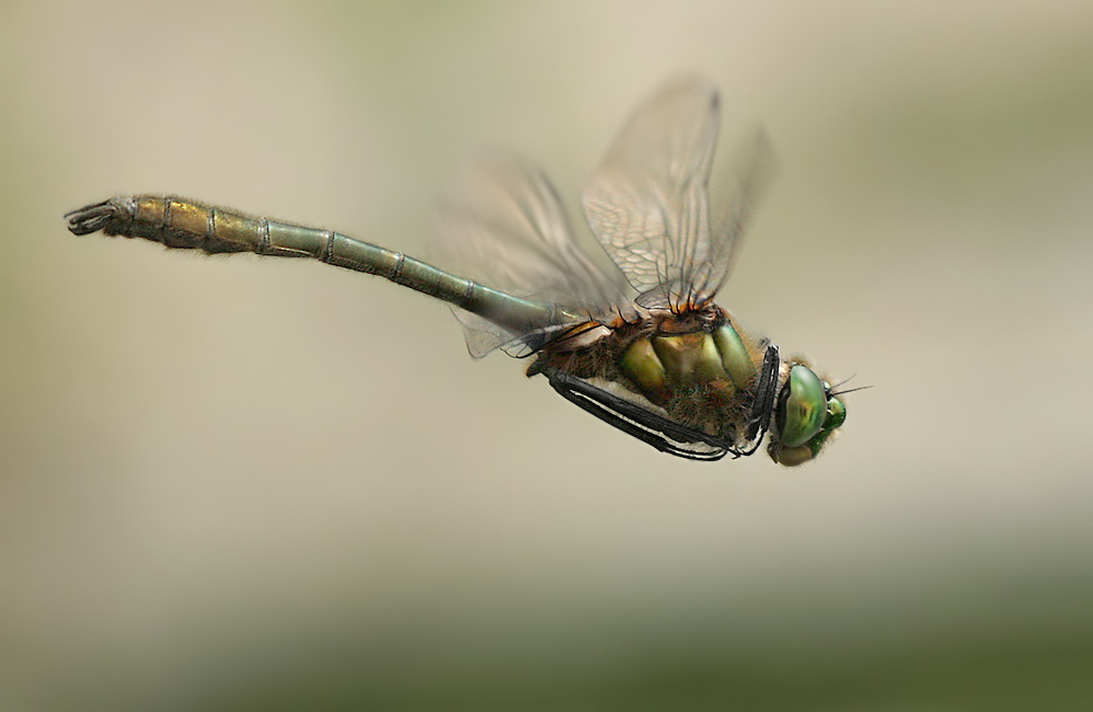 Falkenlibelle auf Patrouilleflug