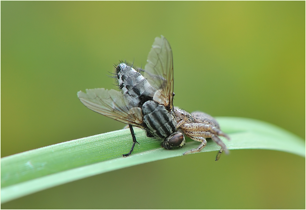 *Kleine Spinne was nun?*