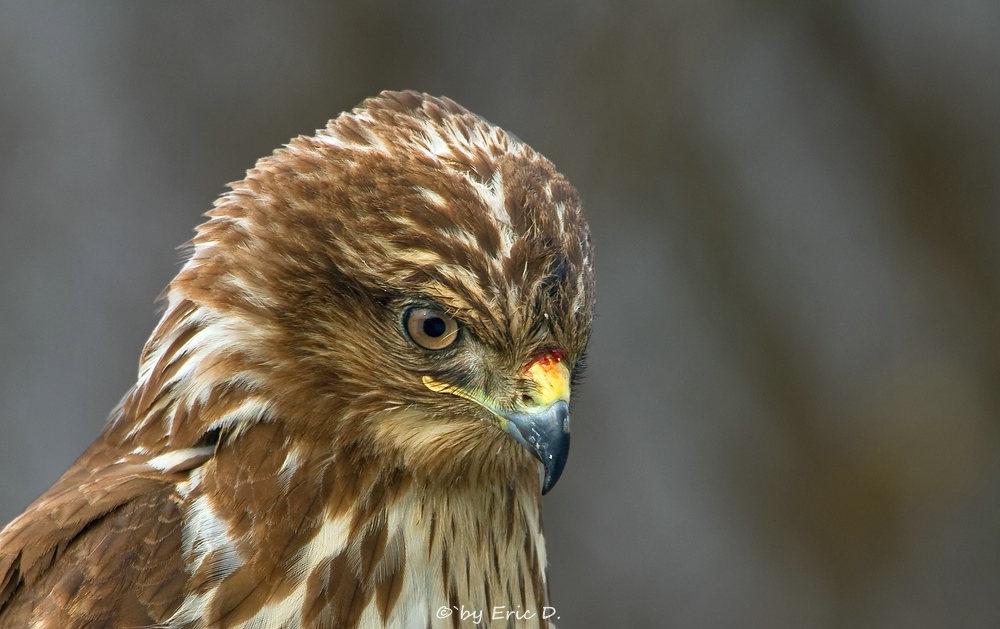 Bussard-Portrait