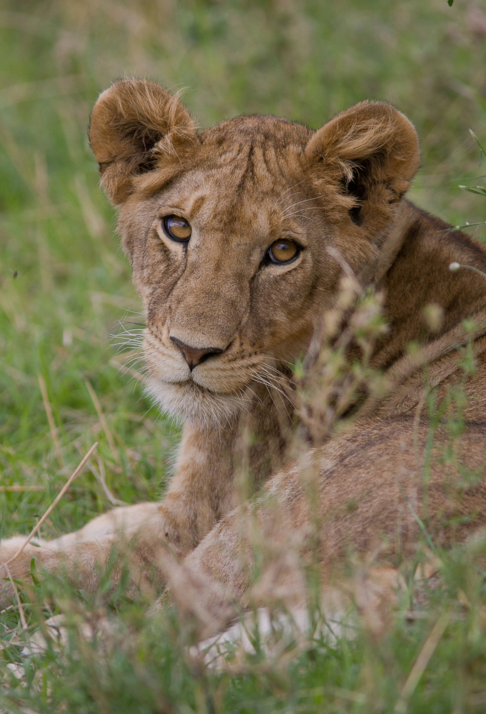 junger Löwe, Serengeti
