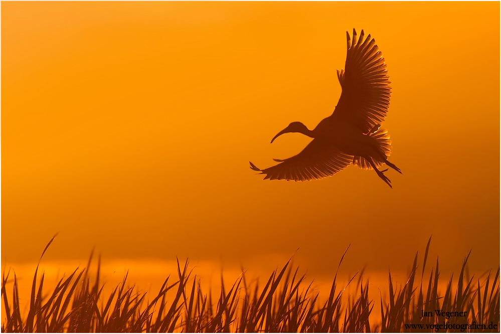 Molukkenibis (Threskiornis molucca) Australian White Ibis