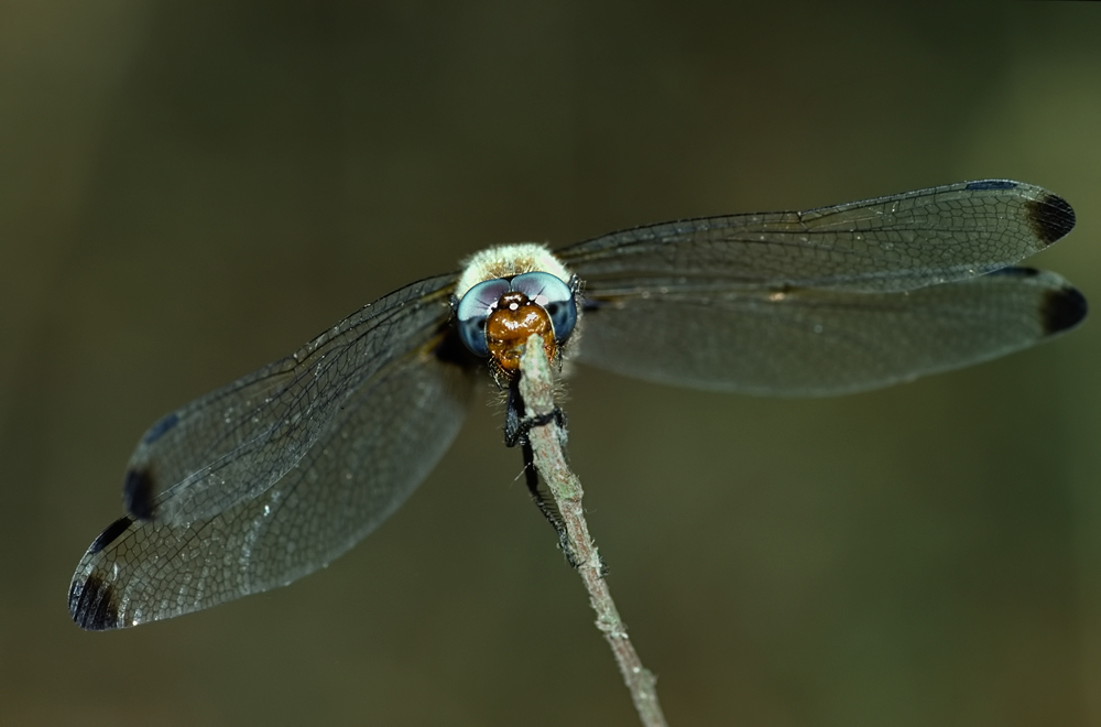 Drachenflieger
