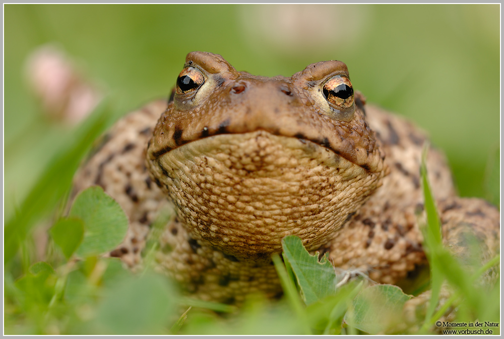 Auge in Auge - Erdkröte (Bufo bufo)