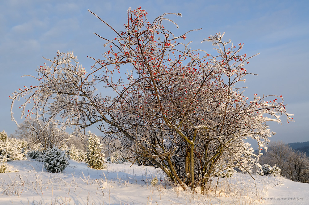 Winterliche Hundsrose