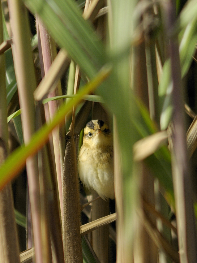 Seggenrohrsänger (Acrocephalus paludicola)