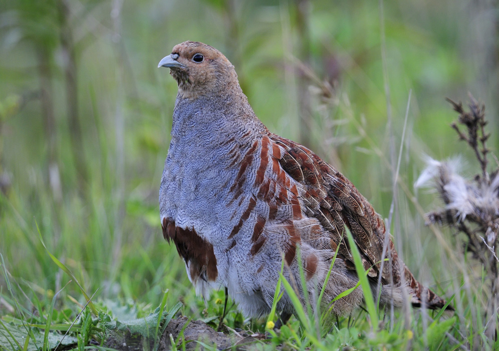 Rebhuhn (perdix perdix)