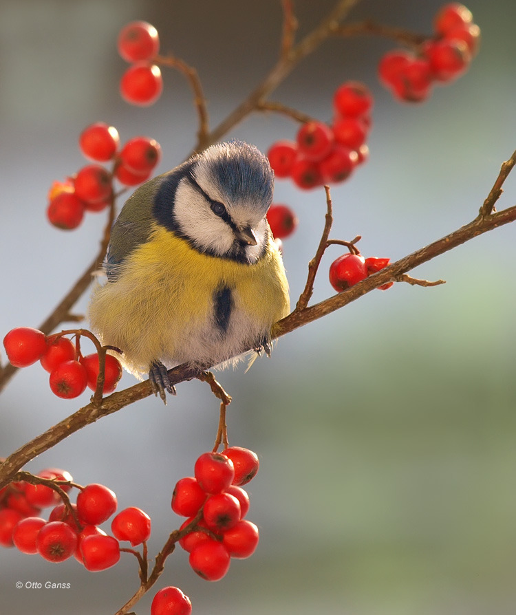 Blaumeisen Pummelchen