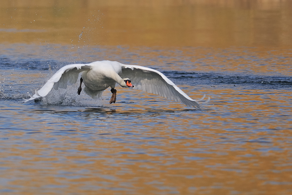 Höckerschwan