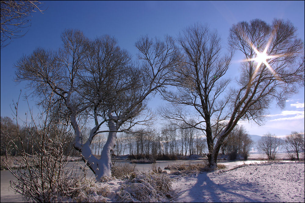 Sonnenstern im Spätherbst