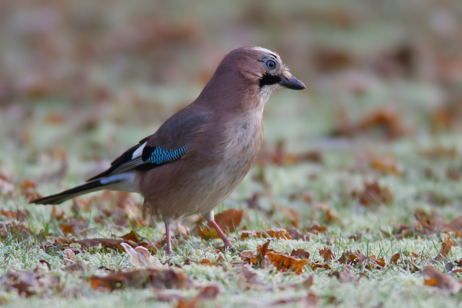 Eichelhäher (Garrulus glandarius) auf meinem Rasen