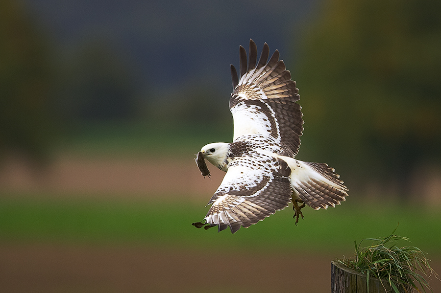 Mäusebussard