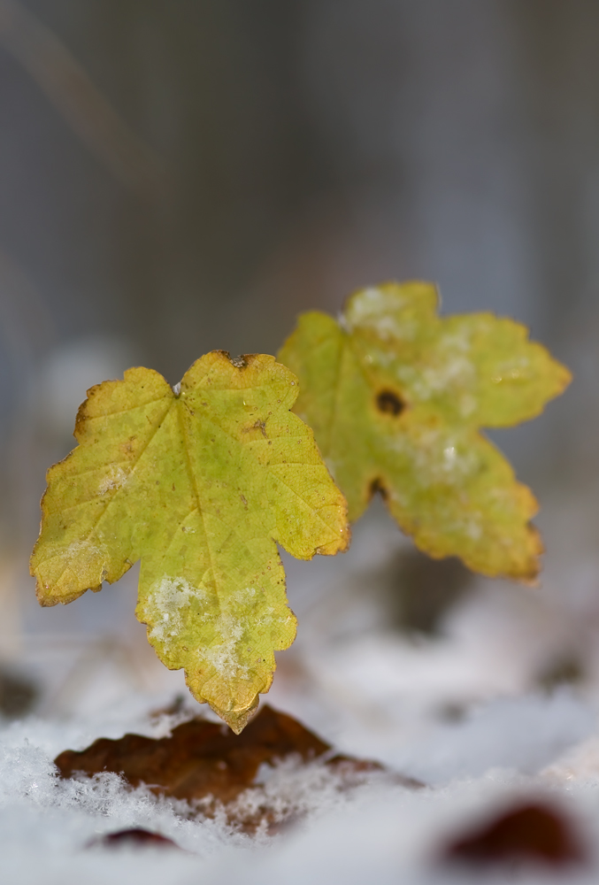 Ahornblatt im Schnee