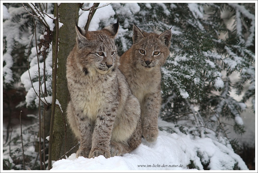 Luchs - Welpen