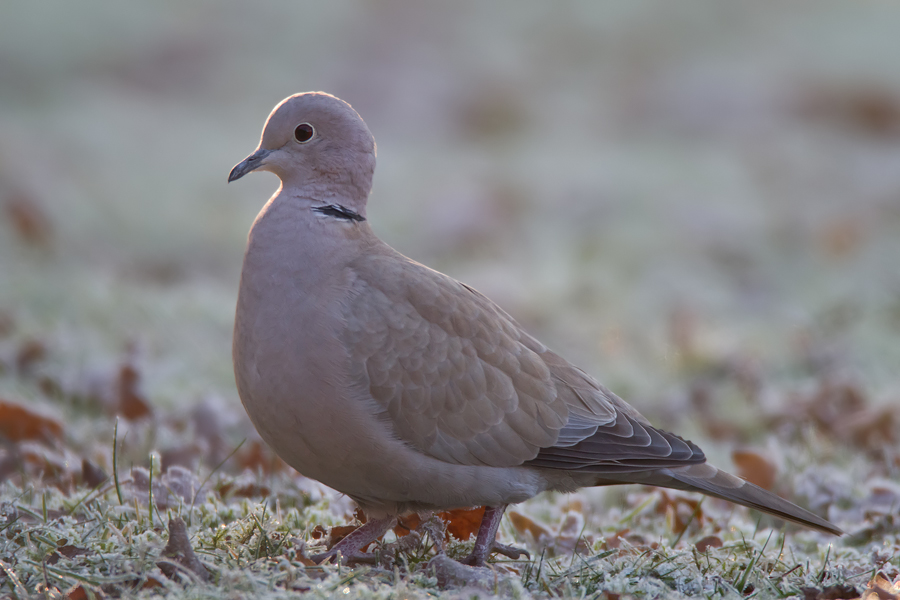 Türkentaube (Streptopelia decaocto) auf meinem Rasen.....