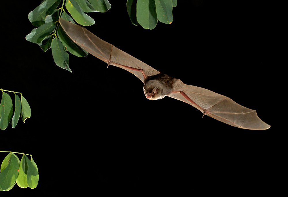 Langflügelfledermaus (Miniopterus schreibersi)