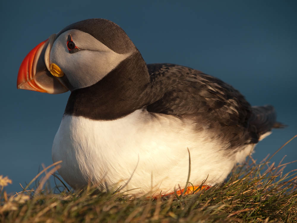 Papageitaucher (Fratercula arctica)