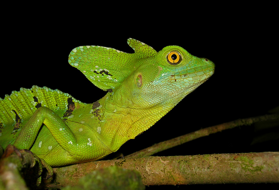 ~ Basilisk ~