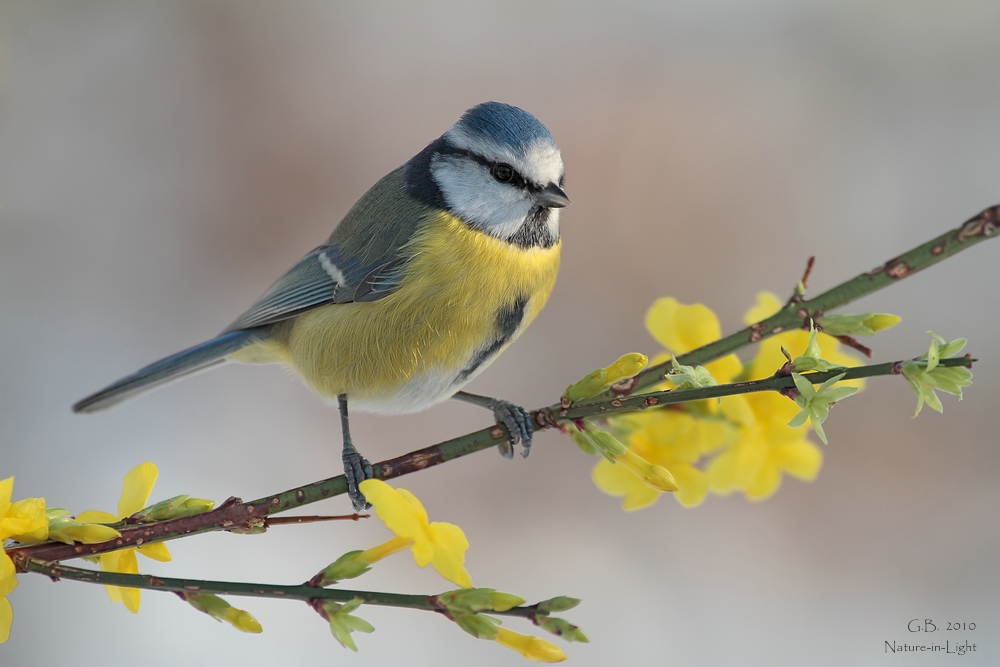 ~Frühling im Winter~