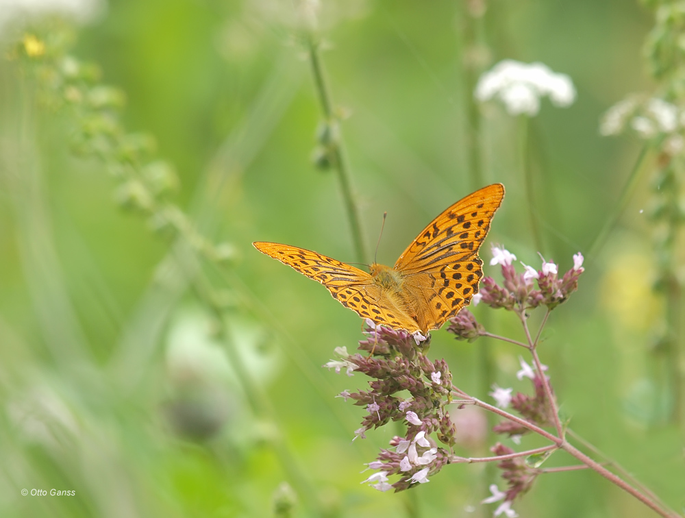 Kaisermantel (Argynnis paphia) auf einer Waldlichtung