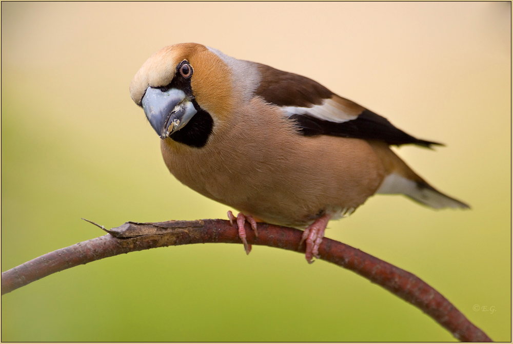 „Sommer-Vogel“