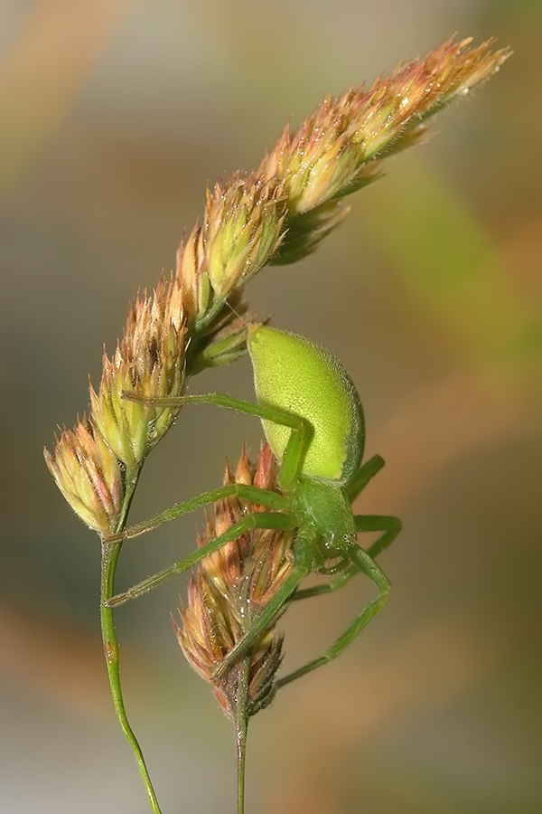 Grüne Huschspinne (Micrommata virescens)