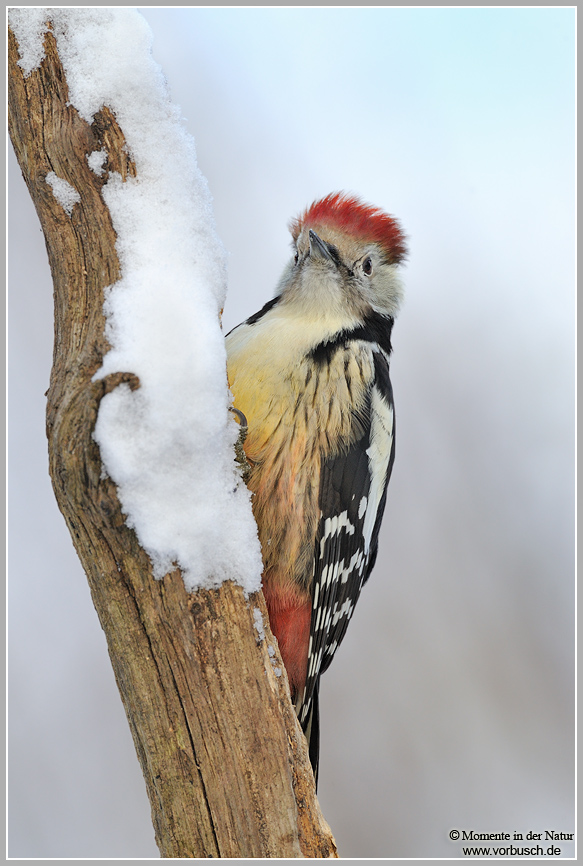 Mittelspecht (Dendrocopos medius)