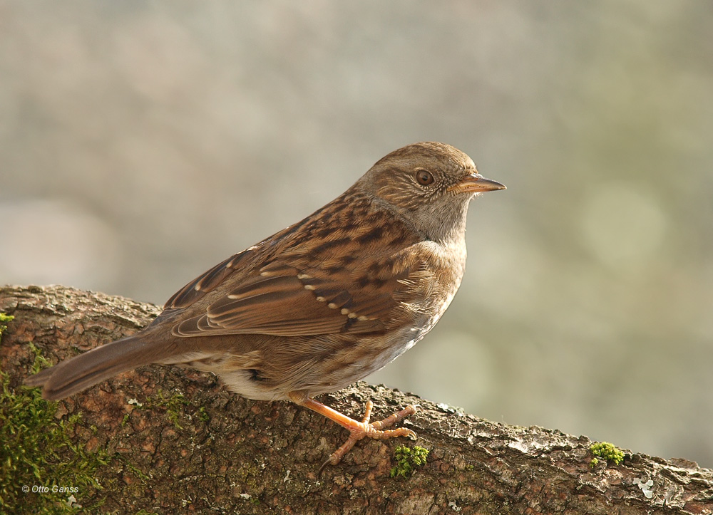 Heckenbraunelle (Prunella modularis)