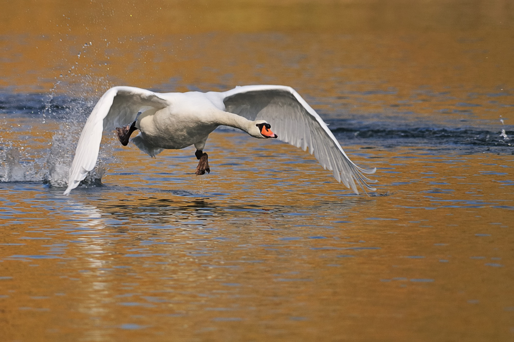 Höckerschwan