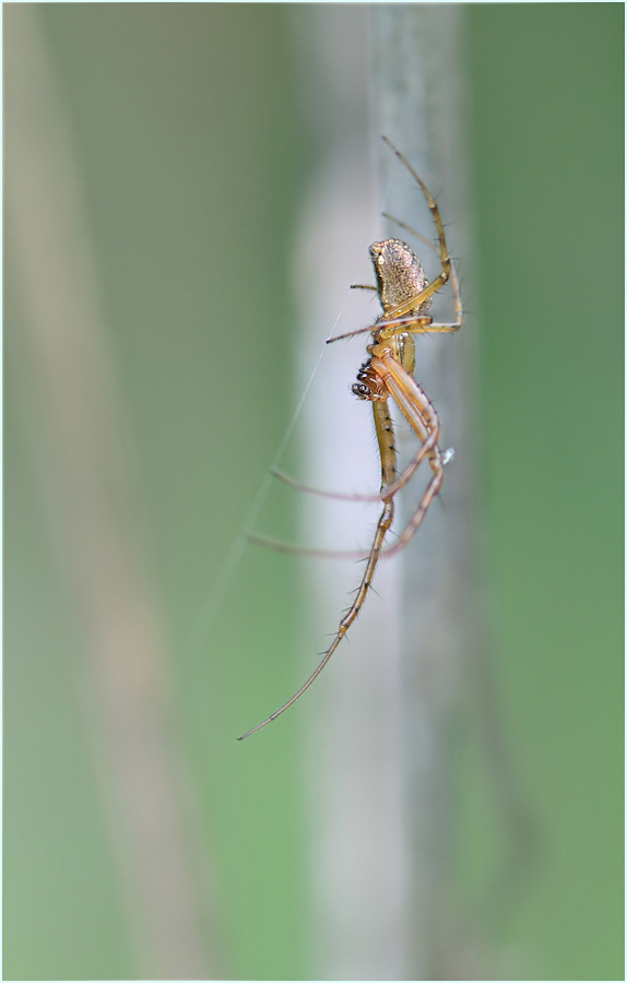 *Herbstspinne_2*