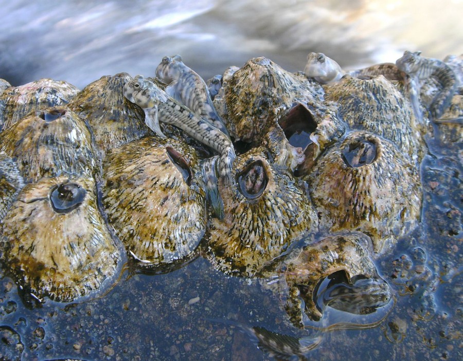 ...fröhlich wie Fische im Wasser...