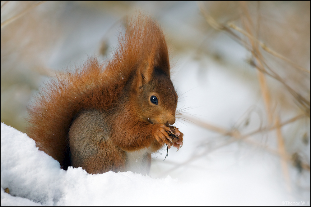 [ Ein Wintermärchen ] (Forum für Naturfotografen)