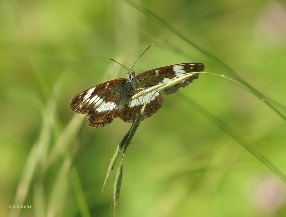 Kleiner Eisvogel (Limenitis camilla)