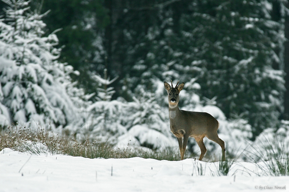 Winterwaldrehbock