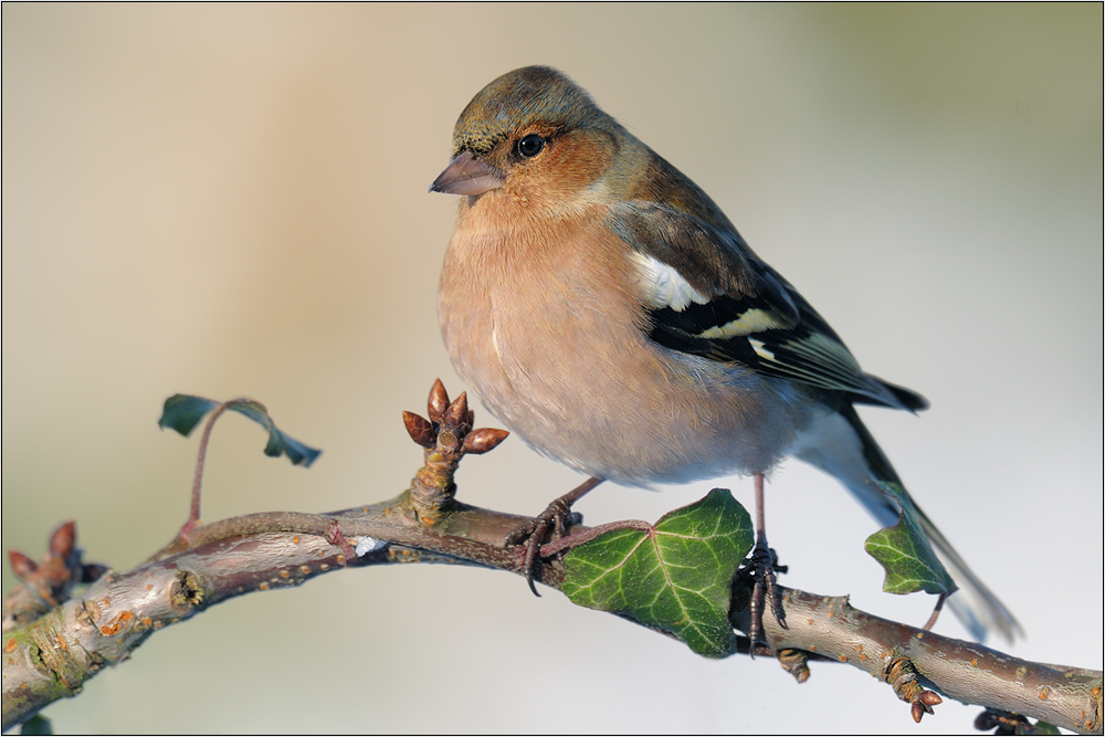Buchfink (Fringilla coelebs)