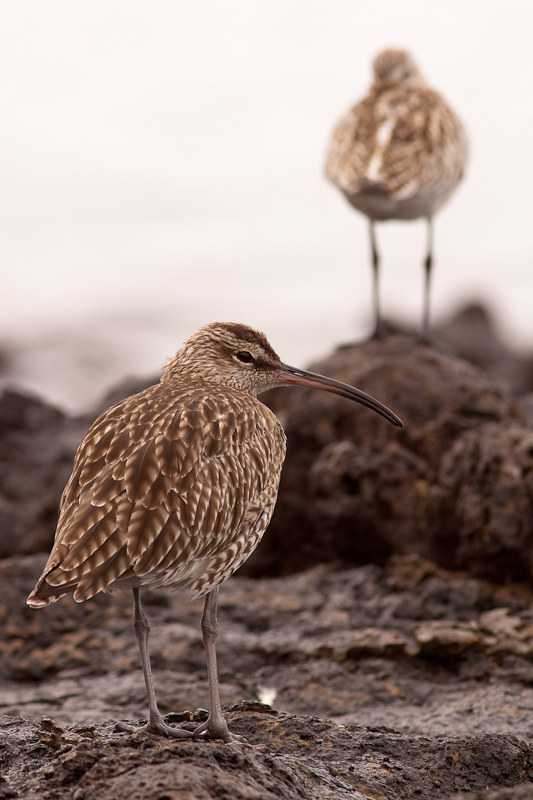 Regenbrachvogel, nochmals Fuerte