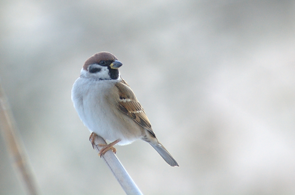 Nur ein Spatz im Winter