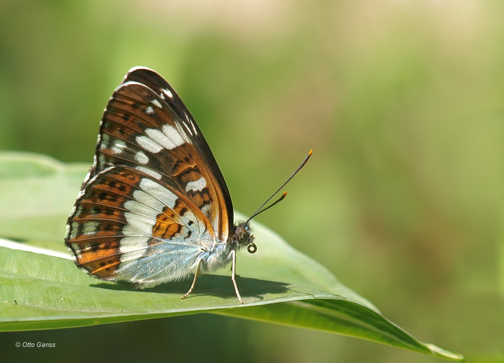 Kleiner Eisvogel (Limenitis camilla)