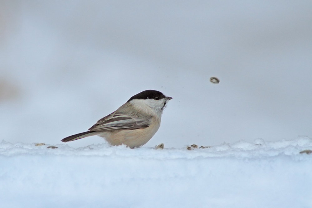 Vogelfutter weitwurf