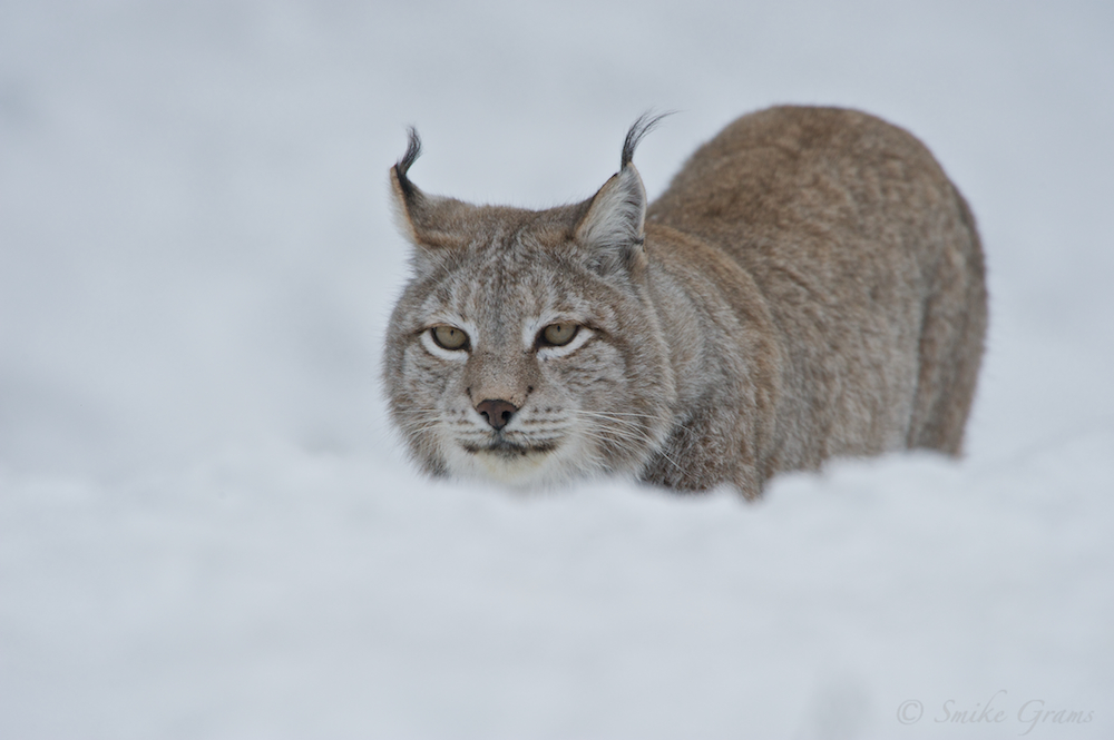 Luchs