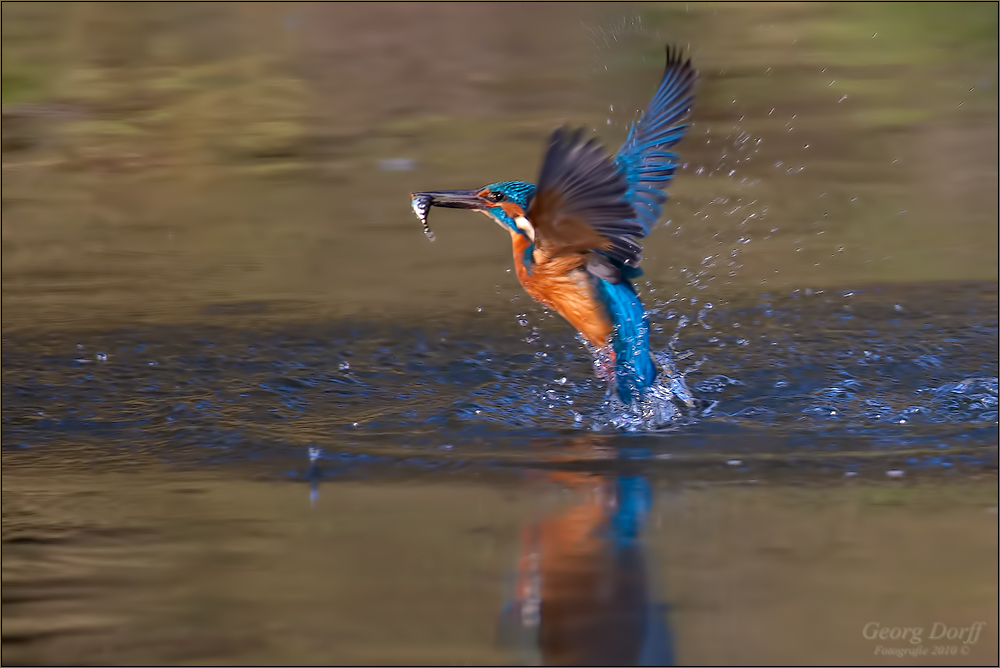 Im Land der Eisvögel III