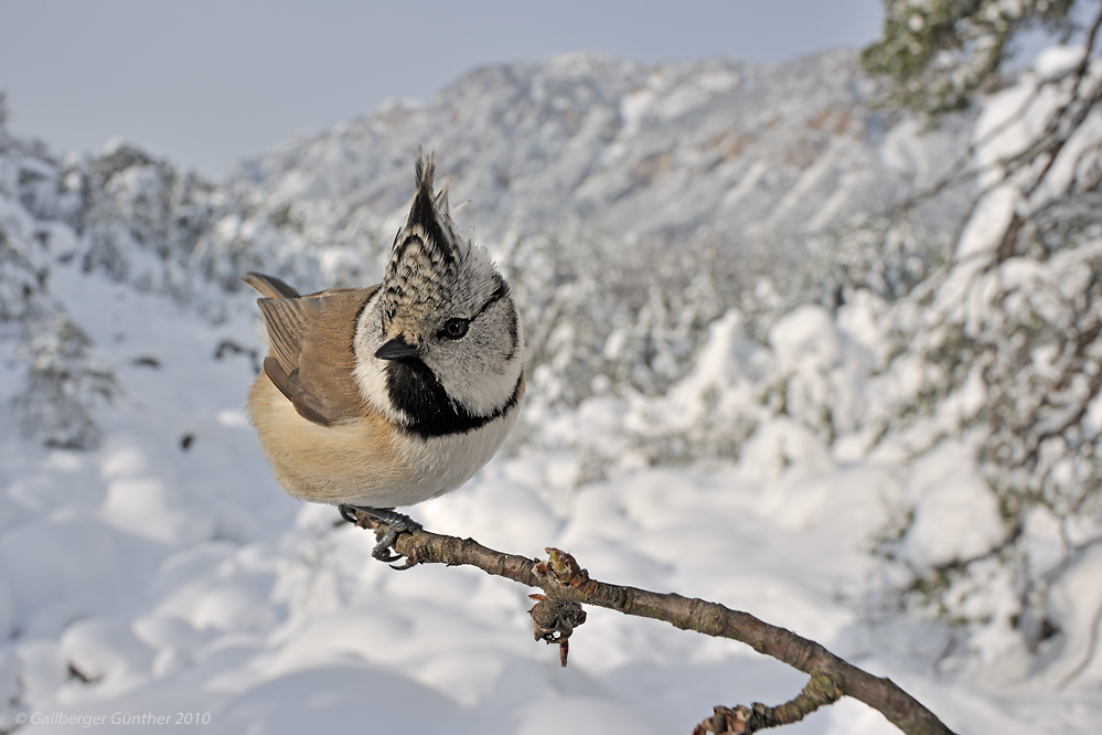 ~ Wintermärchen ~