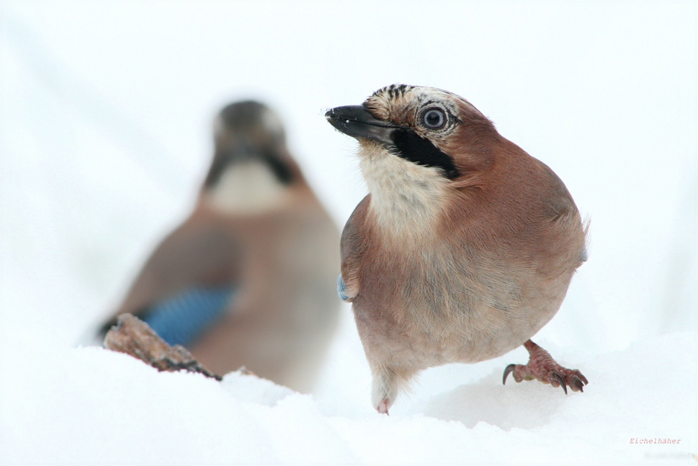 Eichelhäher (Garrulus glandarius)