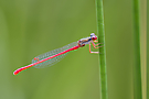 Parasitenbefall