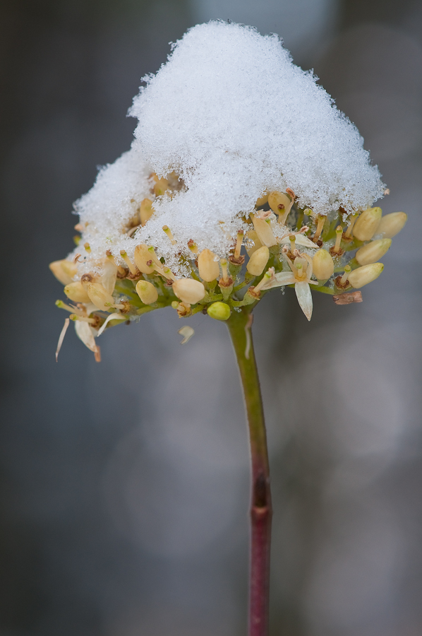 Novemberblüte