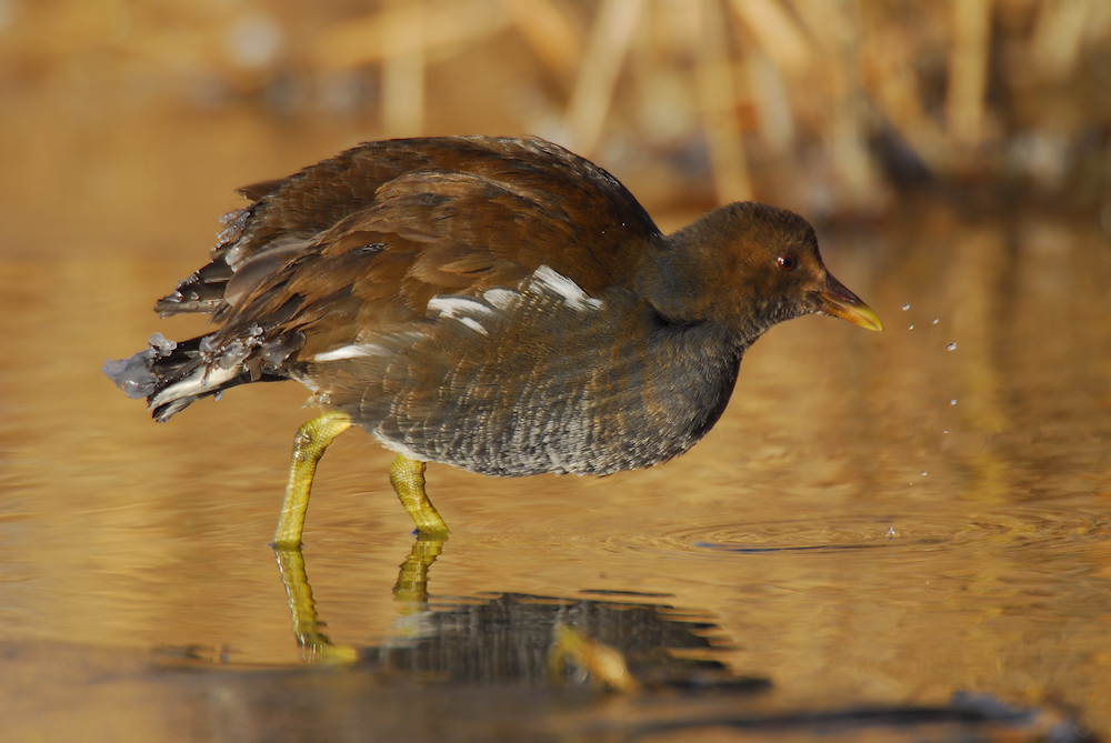 Teichhuhn