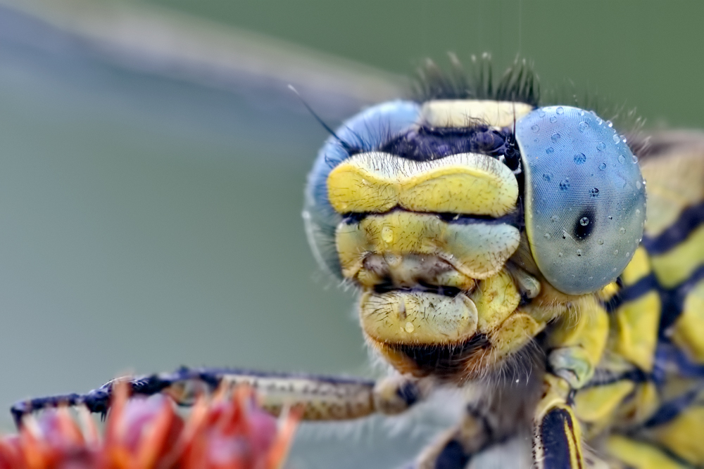 Was für die Augen