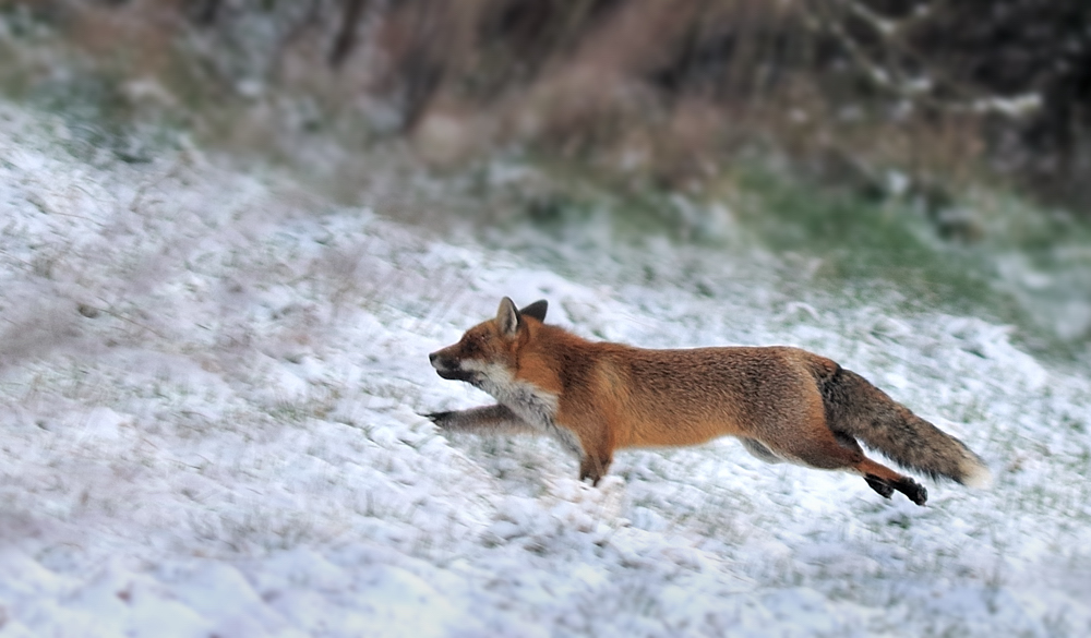 Fuchs auf der Flucht