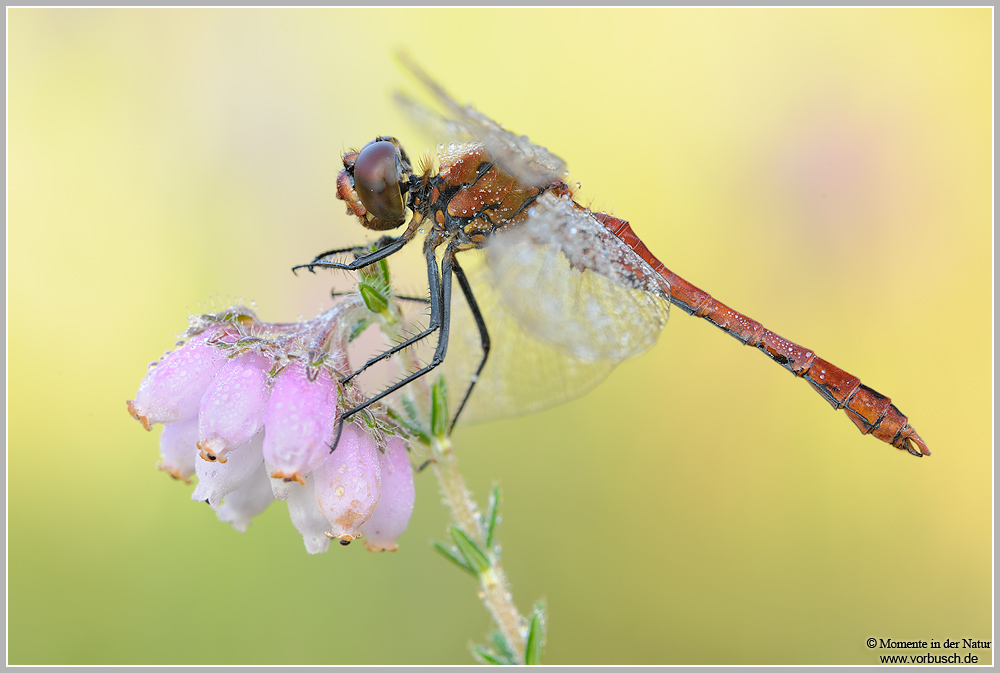 Blutrote Heidelibelle (Sympetrum sanguineum)