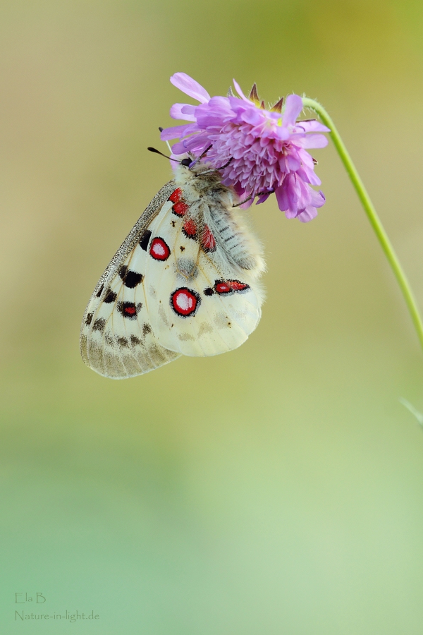 Apollo (Forum für Naturfotografen)